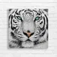 Majestic White Tiger Eyes Canvas Print