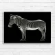 Striking Zebra Portrait Canvas Print