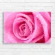 Vibrant Pink Rose Dew Drops Canvas Print