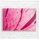 Vibrant Pink Daisy Dewdrops Canvas Print