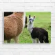 Adorable Baby Llama Farm Animal Canvas Print