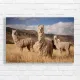 Andean Alpaca Herd Canvas Print