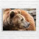 Majestic Brown Bear Close-Up Canvas Print