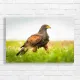 Majestic Hawk in Meadow Canvas Print