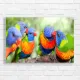 Rainbow Lorikeet Flock Vivid Colors Canvas Print