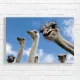 Quirky Ostrich Flock Canvas Print