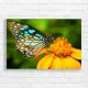 Stunning Blue Butterfly Nature Canvas Print