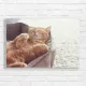 Cozy Orange Cat Nap Canvas Print
