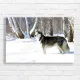 Majestic Husky in Winter Forest Canvas Print