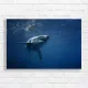 Majestic Great White Shark Canvas Print