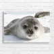 Adorable Baby Seal Close-Up Canvas Print