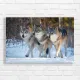 Majestic Wolf Trio Winter Scene Canvas Print