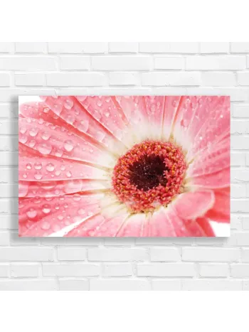 Dewy Pink Gerbera Daisy Close-Up Canvas Print