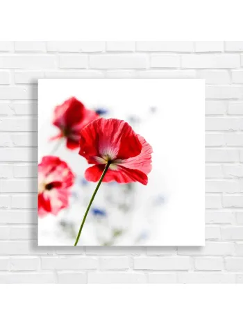 Vibrant Red Poppies Floral Nature Canvas Print