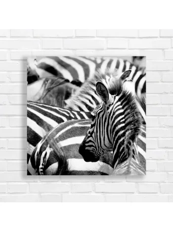 Bold Zebra Stripes Fine Art Canvas Print