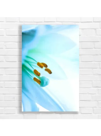 Serene Lily Macro Canvas Print