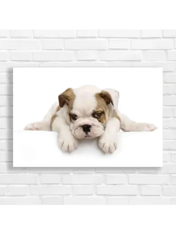 Adorable Bulldog Puppy on White Canvas Print