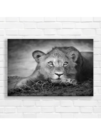 Majestic Lion Portrait Black & White Canvas Print
