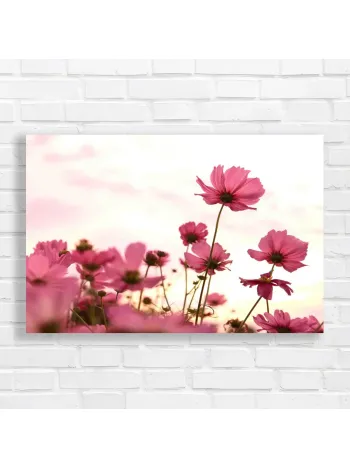 Pink Cosmos Field Serenity Canvas Print