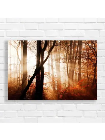 Enchanting Forest Light Canvas Print