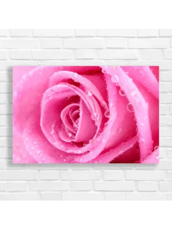 Vibrant Pink Rose Dew Drops Canvas Print
