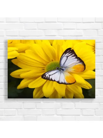 Yellow Daisy Butterfly Canvas Print - Nature's Beauty