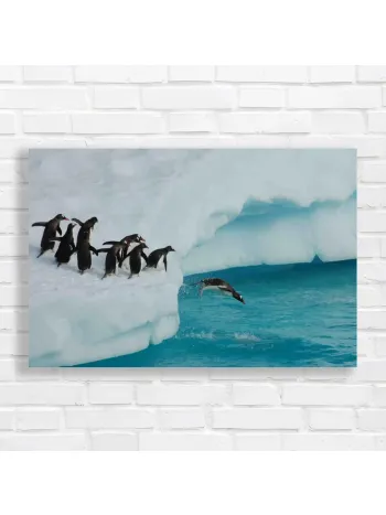 Penguins Taking the Plunge Canvas Print