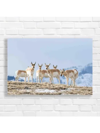Majestic Pronghorn Herd Canvas Print