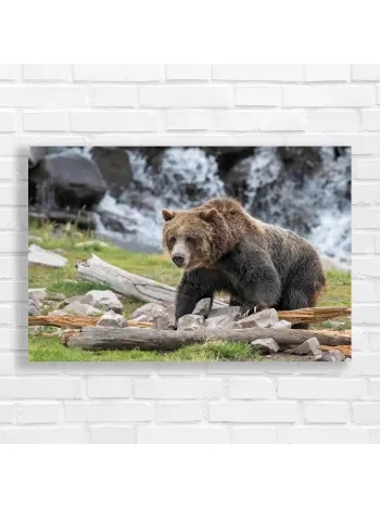 Majestic Grizzly Bear Waterfall Canvas Print
