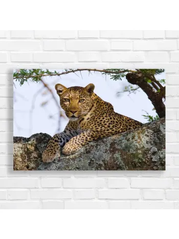 Majestic Leopard in Tree Canvas Print
