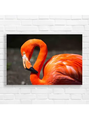 Vibrant Flamingo Close-Up Canvas Print