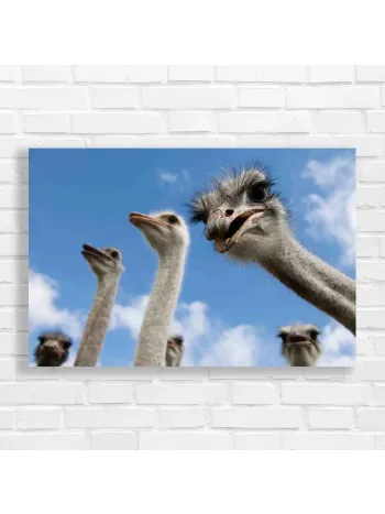 Quirky Ostrich Flock Canvas Print