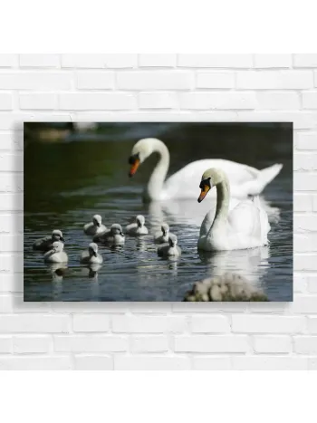 Graceful Swans Family Canvas Print