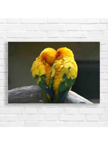 Sun Conures Embrace Canvas Print
