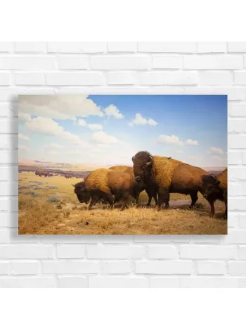 Majestic Bison Herd Plains Canvas Print