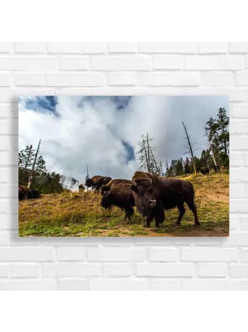 Majestic Bison Herd Yellowstone Canvas Print