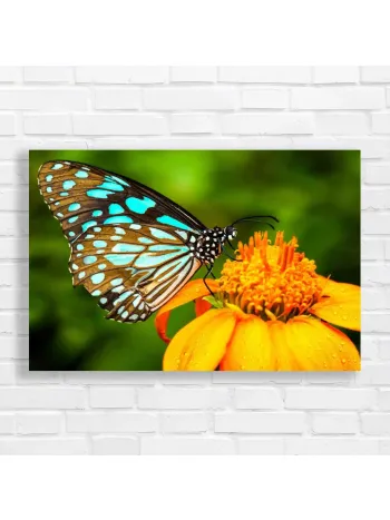 Stunning Blue Butterfly Nature Canvas Print