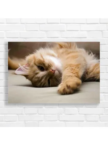 Adorable Ginger Cat Cozy Relaxation Canvas Print