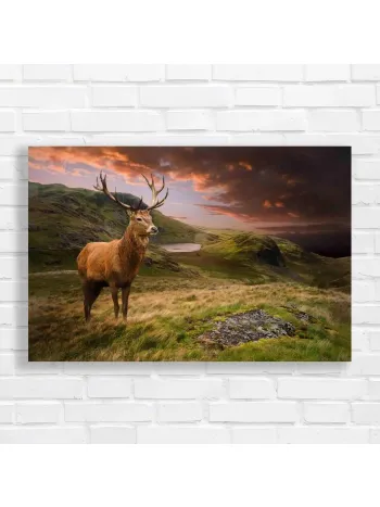 Majestic Stag Highland Sunset Canvas Print