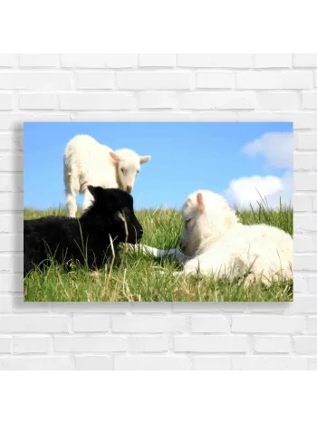 Sweet Sheep Friendship Canvas Print