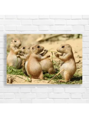 Adorable Prairie Dogs Nibbling Grass Canvas Print