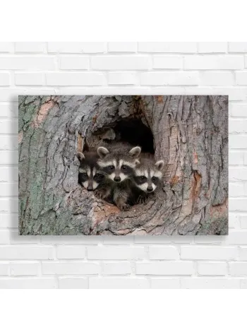 Adorable Trio of Raccoons in Tree Canvas Print