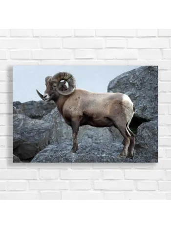 Majestic Bighorn Sheep Rocky Mountain Canvas Print