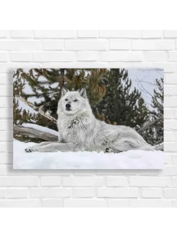 Majestic Grey Wolf Serenity Canvas Print